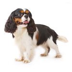 King Charles