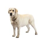 Priser hundesalon 2019 - Labrador