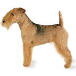 Lakeland terrier