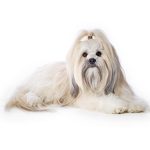 Lhasa Apso