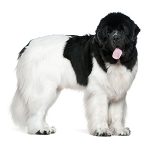 Newfoundland
