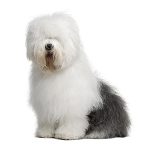 Old english sheepdog