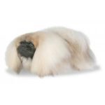 Pekingeser