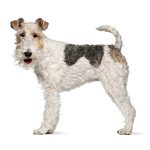 Priser hundesalon 2019 - Ruhåret Foxterrier