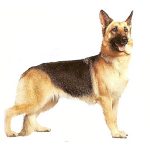Priser hundesalon 2019 - Schæfer