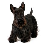 Skotsk terrier