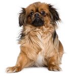 Tibetansk Spaniel 