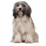 Priser hundesalon 2019 - Tibetansk Terrier