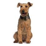 Priser hundesalon 2019 - Welsh Terrier