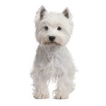 Priser hundesalon 2019 - Westie
