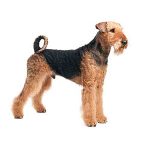 Airedale terrier
