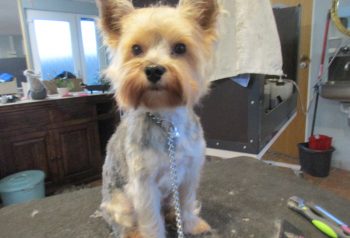 Hundesalon alt for hunden - før og efter Miko