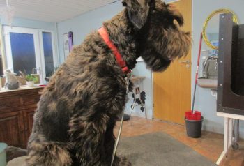 Hundesalon alt for hunden - før og efter Folmer