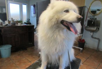 Hundesalon alt for hunden - før og efter Anton