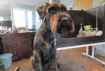 Hundesalon alt for hunden - før og efter Folmer