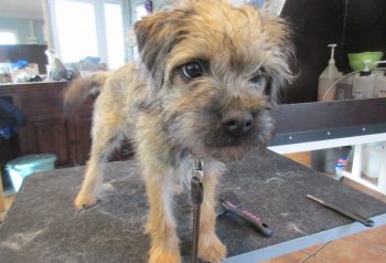 Hundesalon alt for hunden - før og efter Coogee