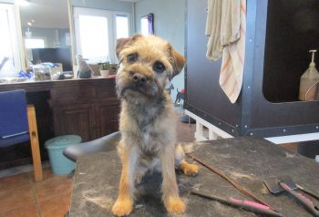 Hundesalon alt for hunden - før og efter Coogee