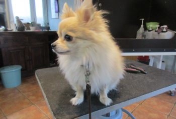 Hundesalon alt for hunden - før og efter Otto