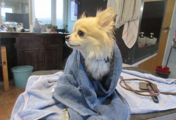 Hundesalon alt for hunden - før og efter Otto