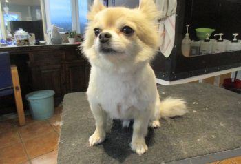 Hundesalon alt for hunden - før og efter Otto