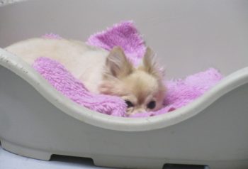 Hundesalon alt for hunden - før og efter Otto