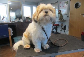 Hundesalon alt for hunden - før og efter Uffe