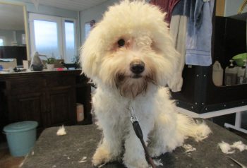 Hundesalon alt for hunden - før og efter Messi