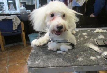 Hundesalon alt for hunden - før og efter Messi