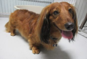 Hundesalon alt for hunden - før og efter Skipper