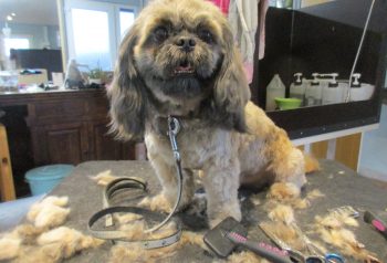 Hundesalon alt for hunden - før og efter Arthur