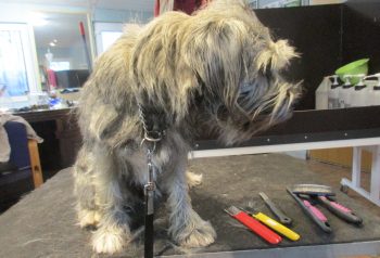 Hundesalon alt for hunden - før og efter Karla