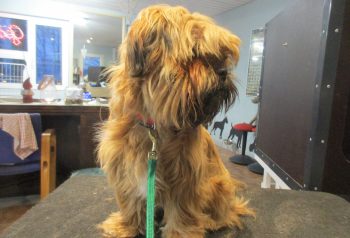 Hundesalon alt for hunden - før og efter Viggo