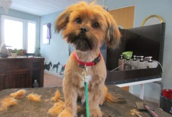 Hundesalon alt for hunden - før og efter Viggo