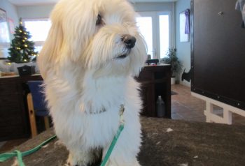 Hundesalon alt for hunden - før og efter Fausto