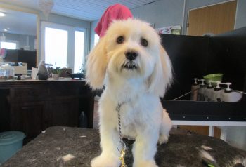 Hundesalon alt for hunden - før og efter Fausto