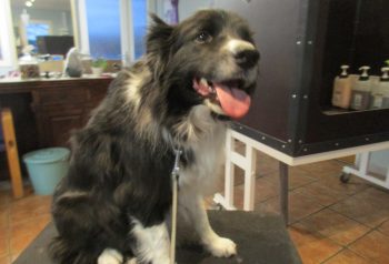 Hundesalon alt for hunden - før og efter Max