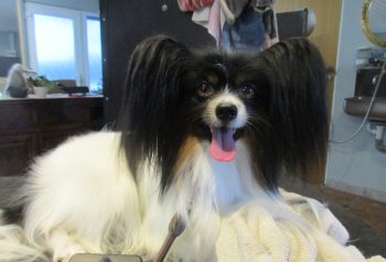Hundesalon alt for hunden - før og efter Tyson