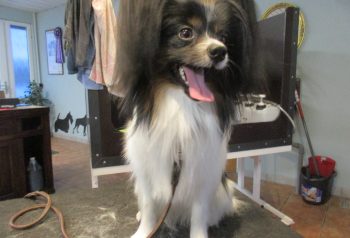 Hundesalon alt for hunden - før og efter Tyson