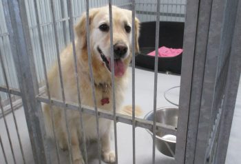 Hundesalon alt for hunden - før og efter Emma