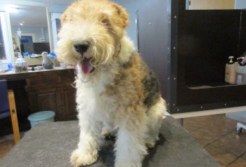 Hundesalon alt for hunden - før og efter Freddy