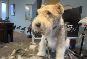Hundesalon alt for hunden - før og efter Freddy