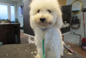Hundesalon alt for hunden - før og efter Vaks