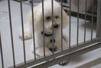 Hundesalon alt for hunden - før og efter Vaks