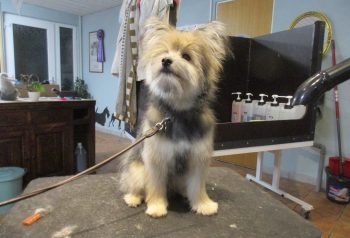 Hundesalon alt for hunden - før og efter Bertram