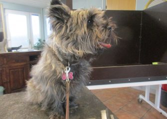 Hundesalon alt for hunden - før og efter Molly