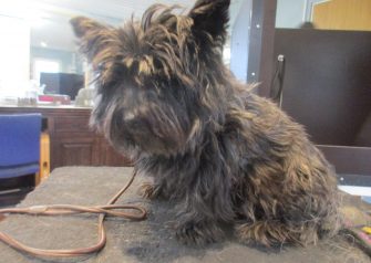 Hundesalon alt for hunden - før og efter Sally