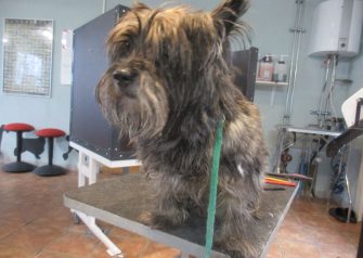 Hundesalon alt for hunden - før og efter Chico