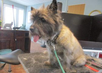 Hundesalon alt for hunden - før og efter Chico