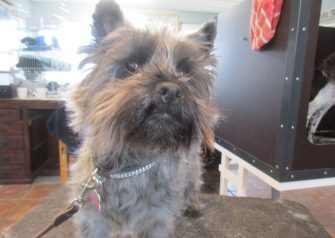 Hundesalon alt for hunden - før og efter Molly