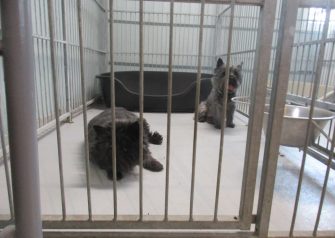 Hundesalon alt for hunden - før og efter Sally & Molly